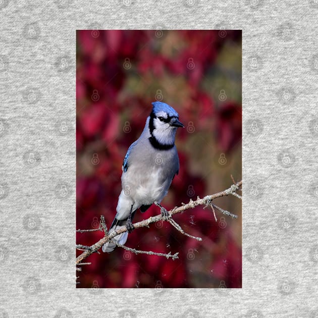 Blue Jay by Jim Cumming